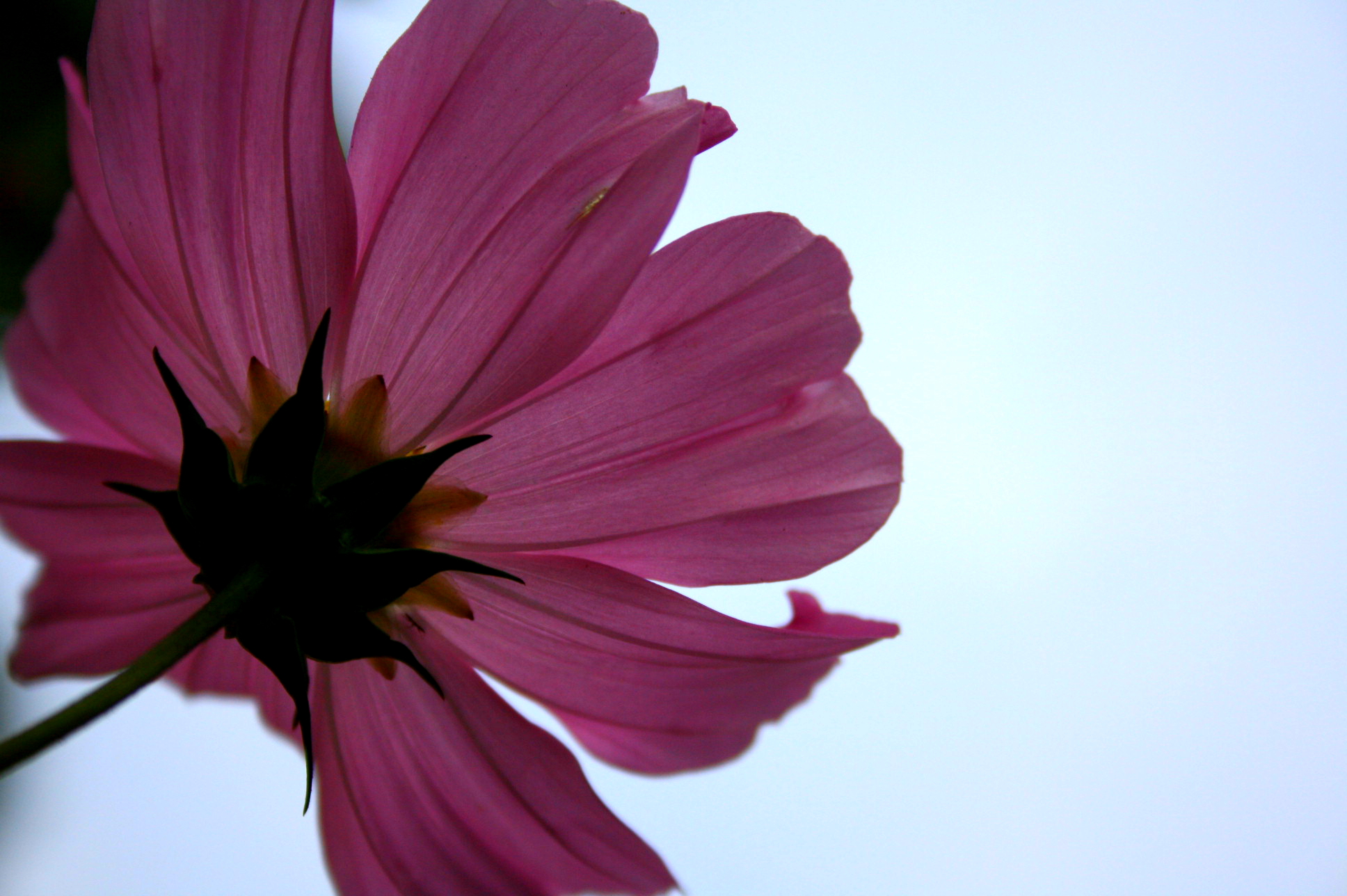 A purple flower with a blue background